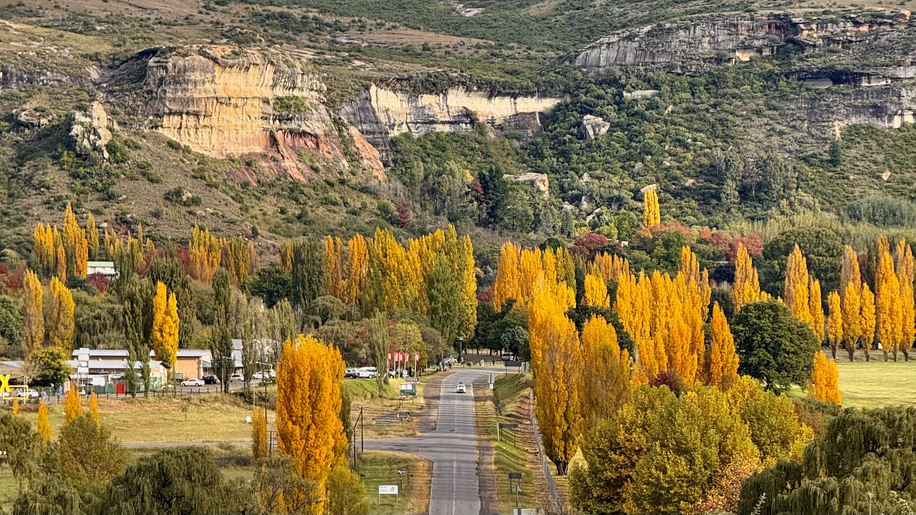 Autumn road lined with golden poplars, sandstone cliffs